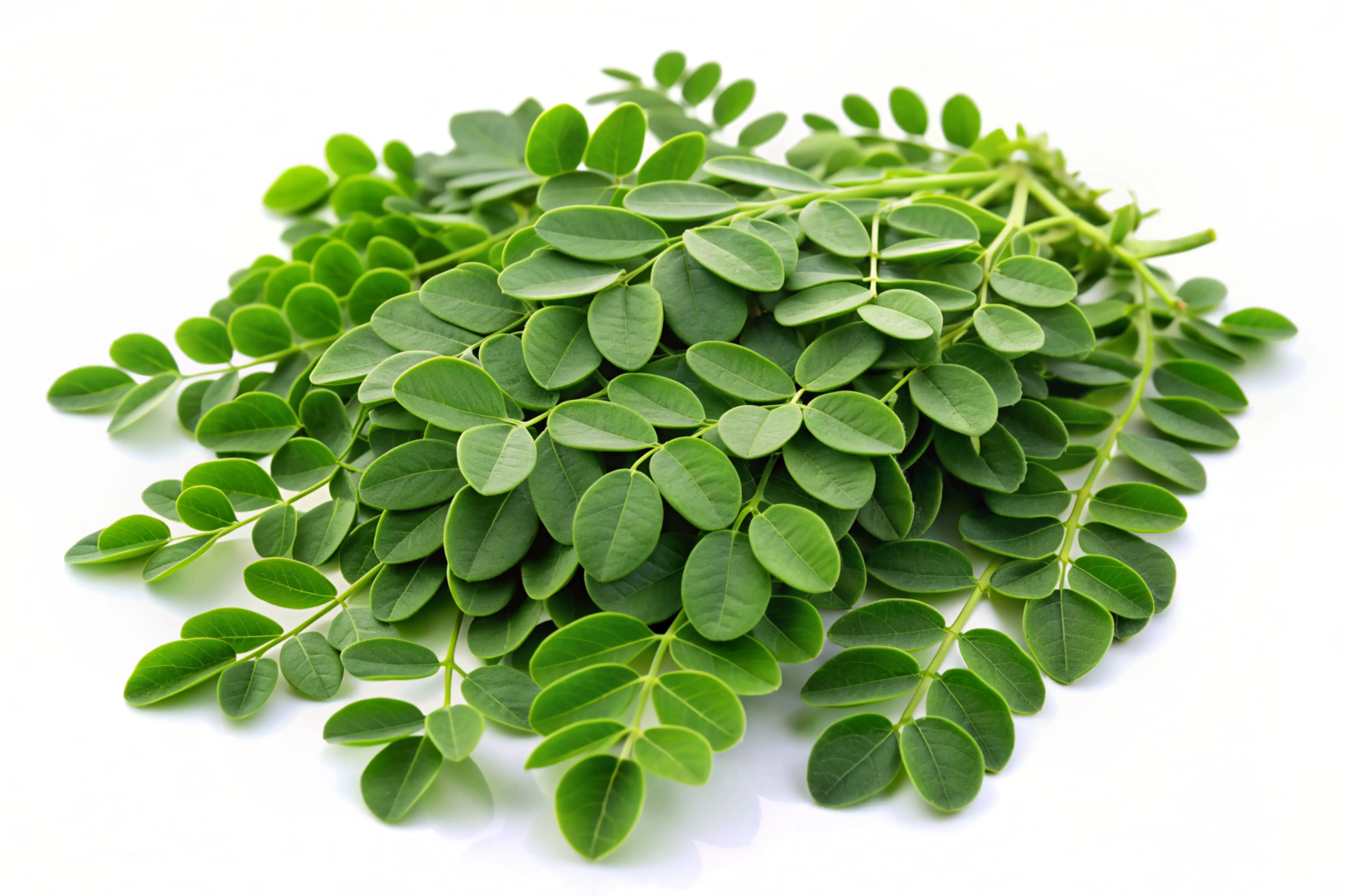 Moringa Powder